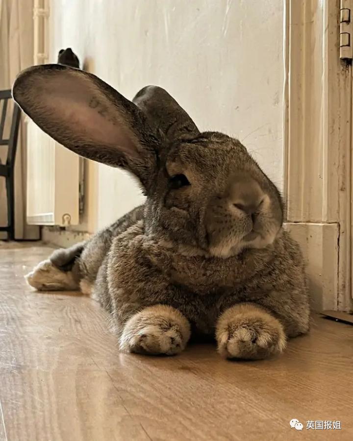 你知道世界上最大的兔子有多大吗,世界上最大的兔子吉尼斯纪录