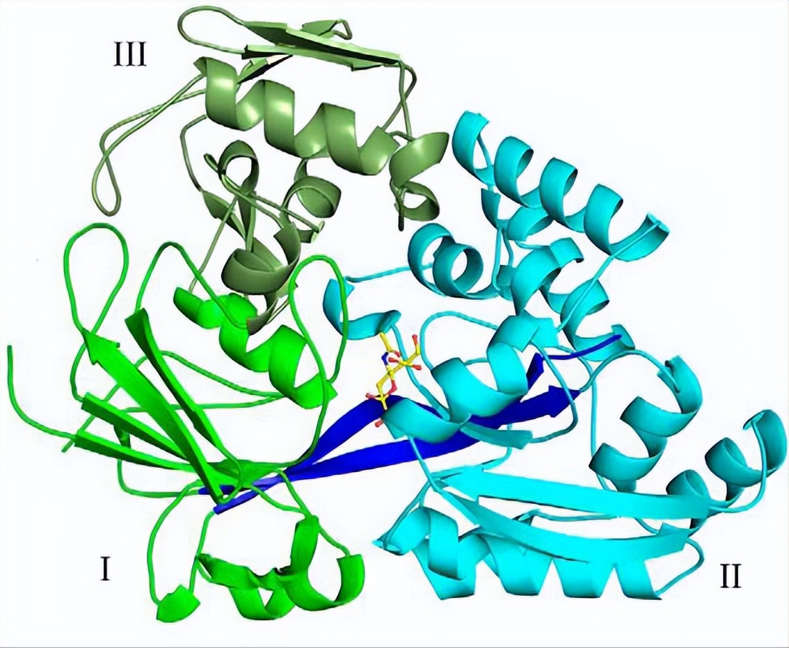 唾液酸与杜克雷嗜血杆菌周质结合蛋白之间相互作用的分子特征