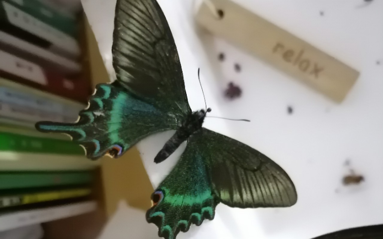 苏州海关查获枚濒危蝴蝶标本,海关查获259管昆虫标本