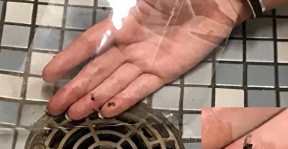 卫生间小虫子蛾蠓有什么危害,卫生间里的蛾蠓怎么治理