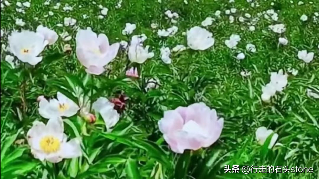 诗词典故：梦笔生花——即使不能生“花”，但万万不能放“毒”