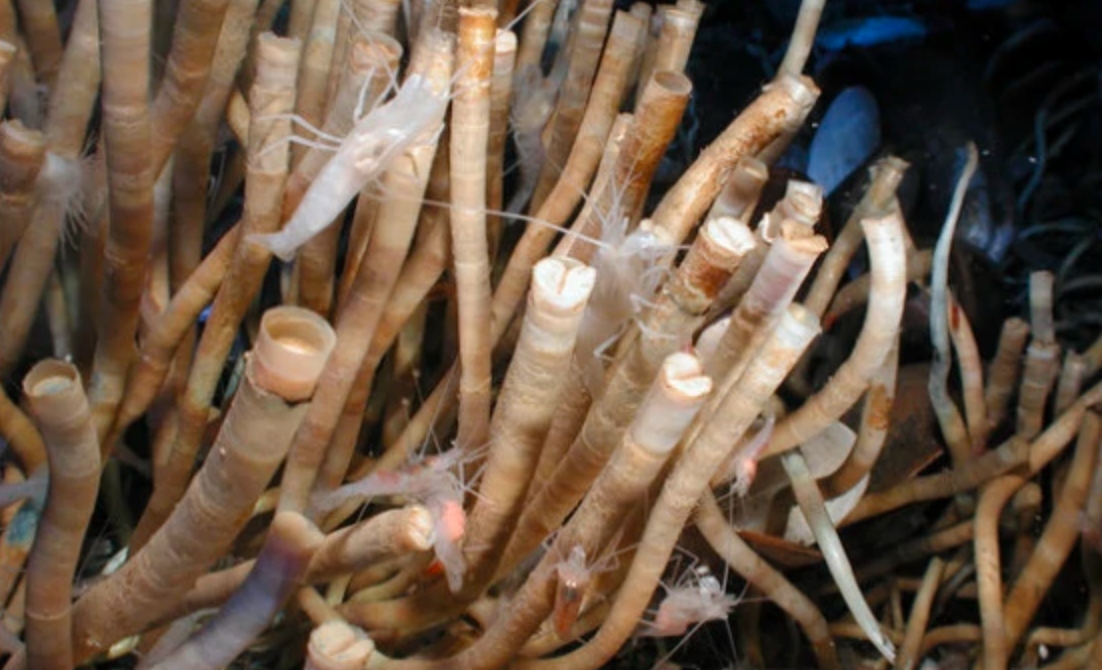 热液盲虾生活在450℃海底热泉旁，数量惊人，能不能用来烫火锅？