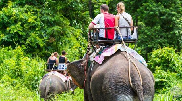 斑马也是马,斑马也是马为什么没人骑呢