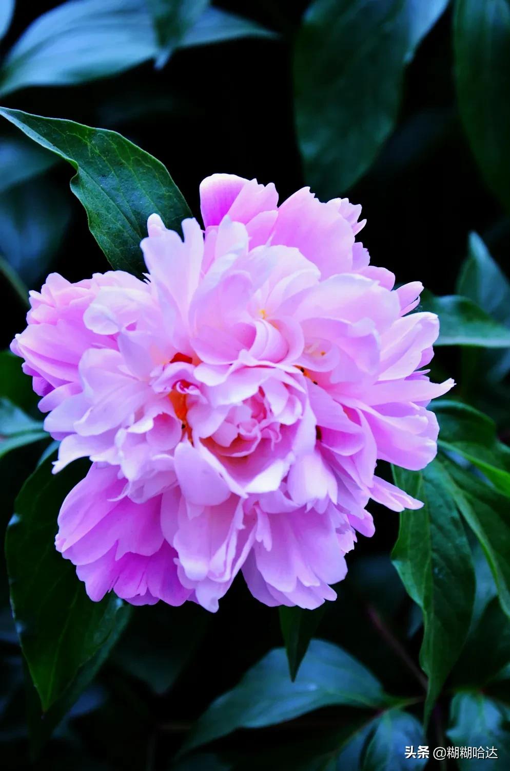 赏心悦目的花朵，风采万千，千姿百态，魅力无限，太美了