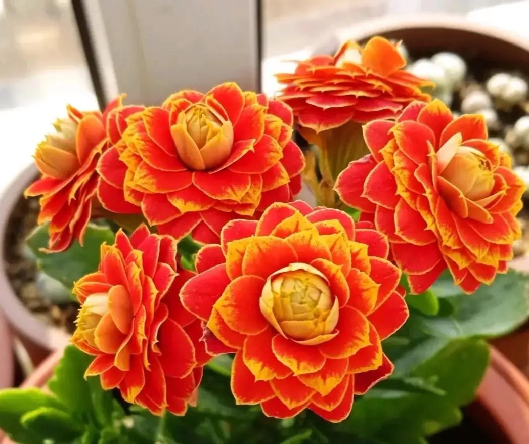 过年家里要养什么花才会好运,什么花适合过年北方养