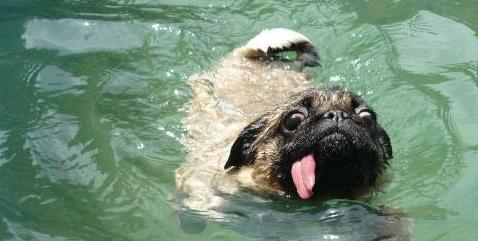 夏季来临狗狗中暑知识早知道,高温天气来袭该如何防止狗狗中暑