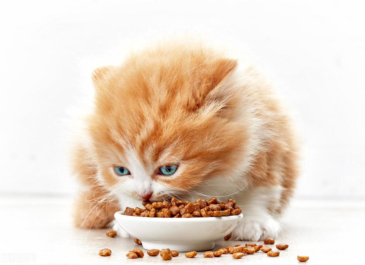 穷人养猫买必需品最省钱的方式,15个你不知道的养猫小技巧