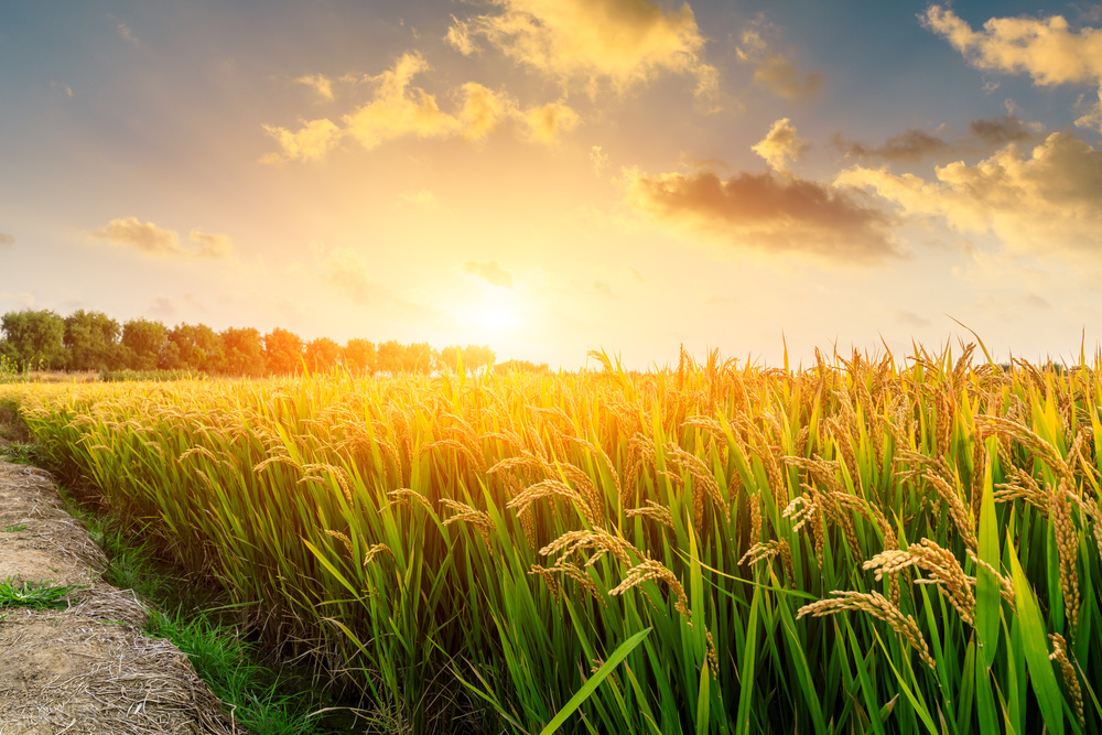 南京露营十大景点,南京秋天最美的去处露营