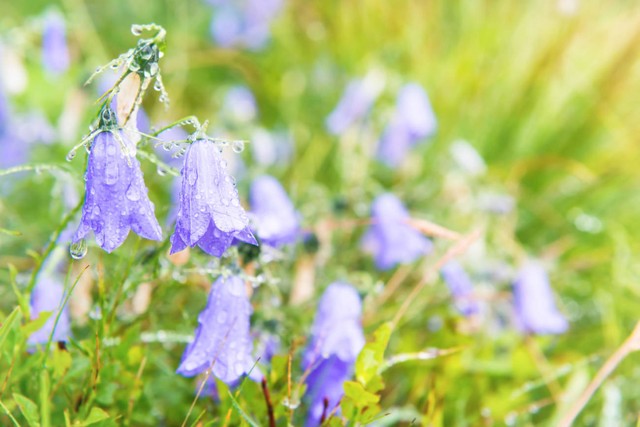 我在有钱人家做保姆经历,我在有钱人家里做保姆