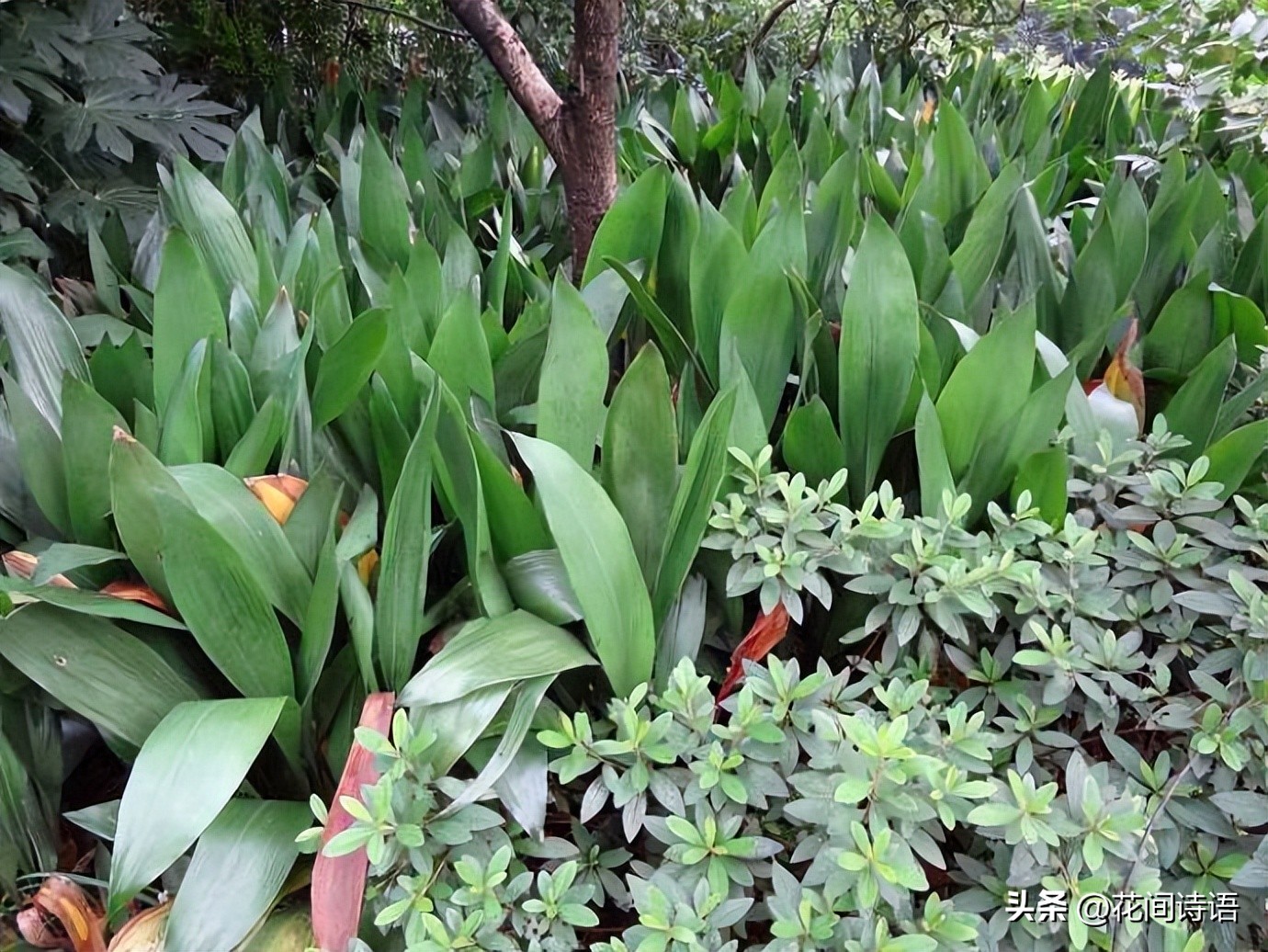 屋内除甲醛效果最好的方法,屋内除甲醛最好的方法