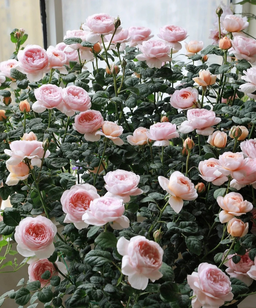 光照不足也能猛开花的藤本月季,抗病好养勤花的藤本月季品种