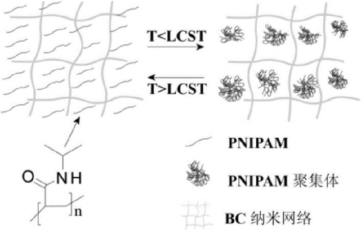 纤维素基水凝胶,纤维素水凝胶