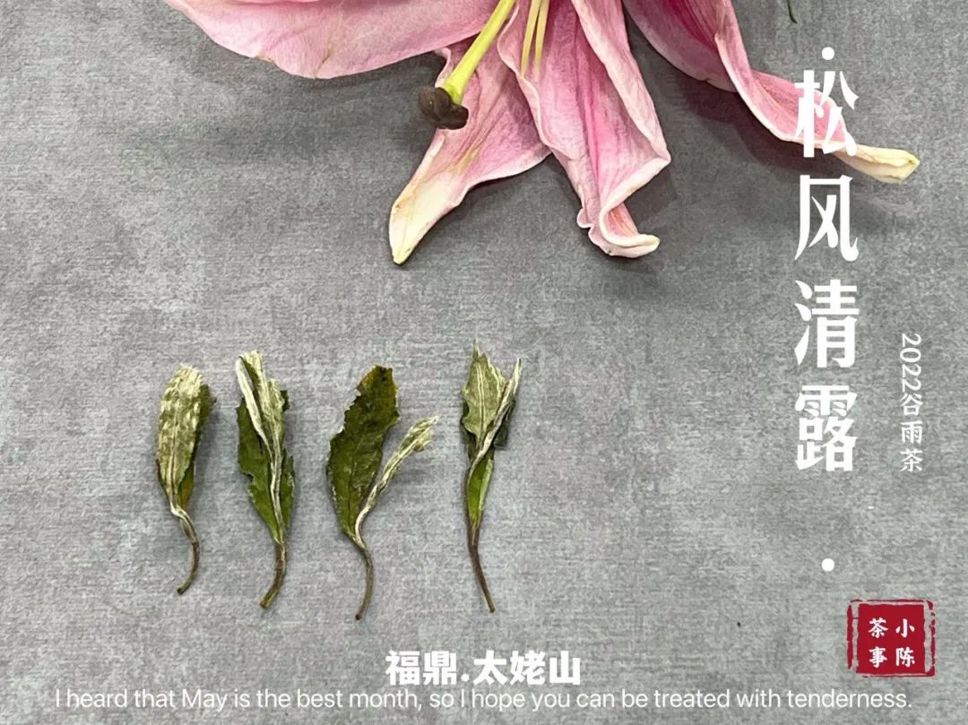 明前茶绿茶制作和雨前茶区别,白茶明前茶与明后茶哪个好喝