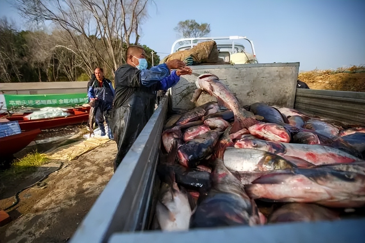 密云水库开渔忙他们为渔民护航,密云水库的鱼什么时候有捕捞的