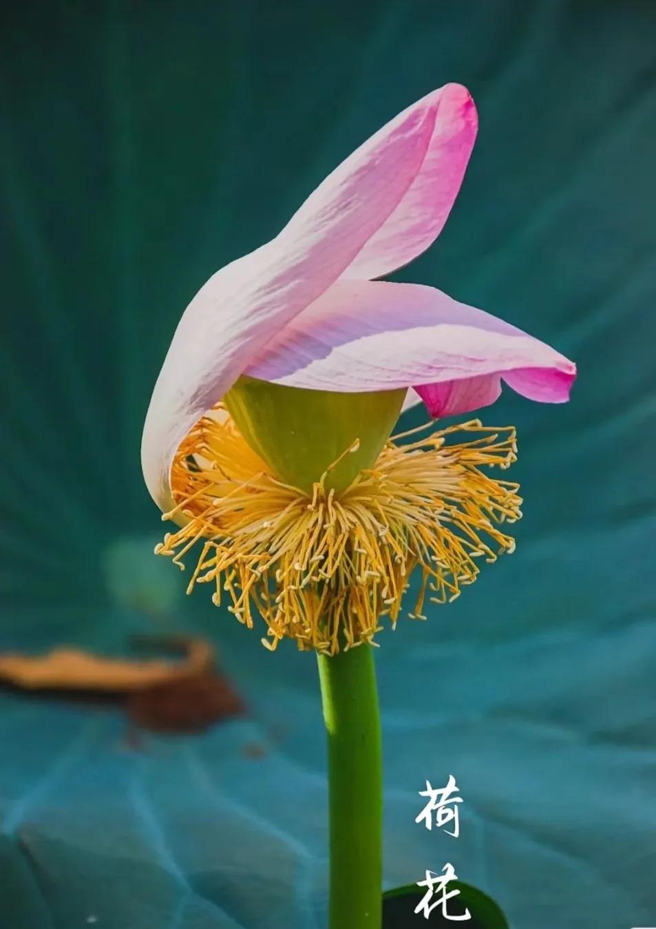 无穷莲叶，精彩纷呈