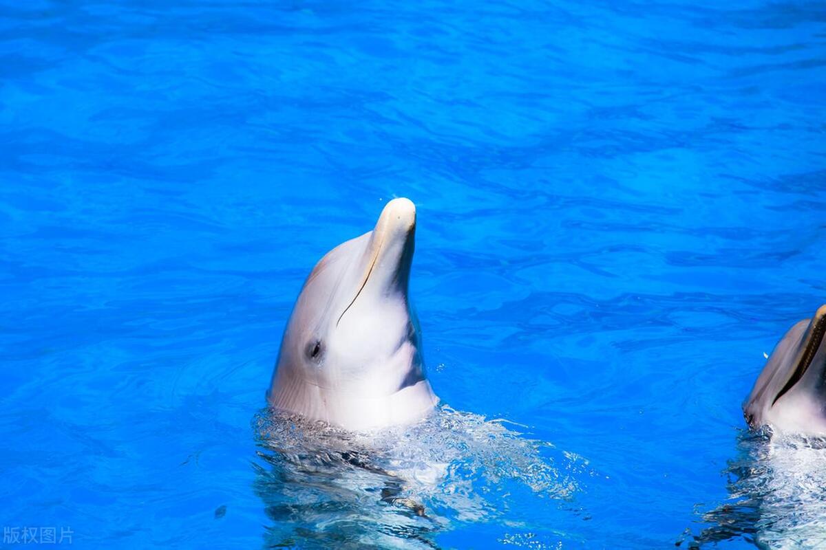 海豚为什么会救人的故事,海豚为什么会救海里的人