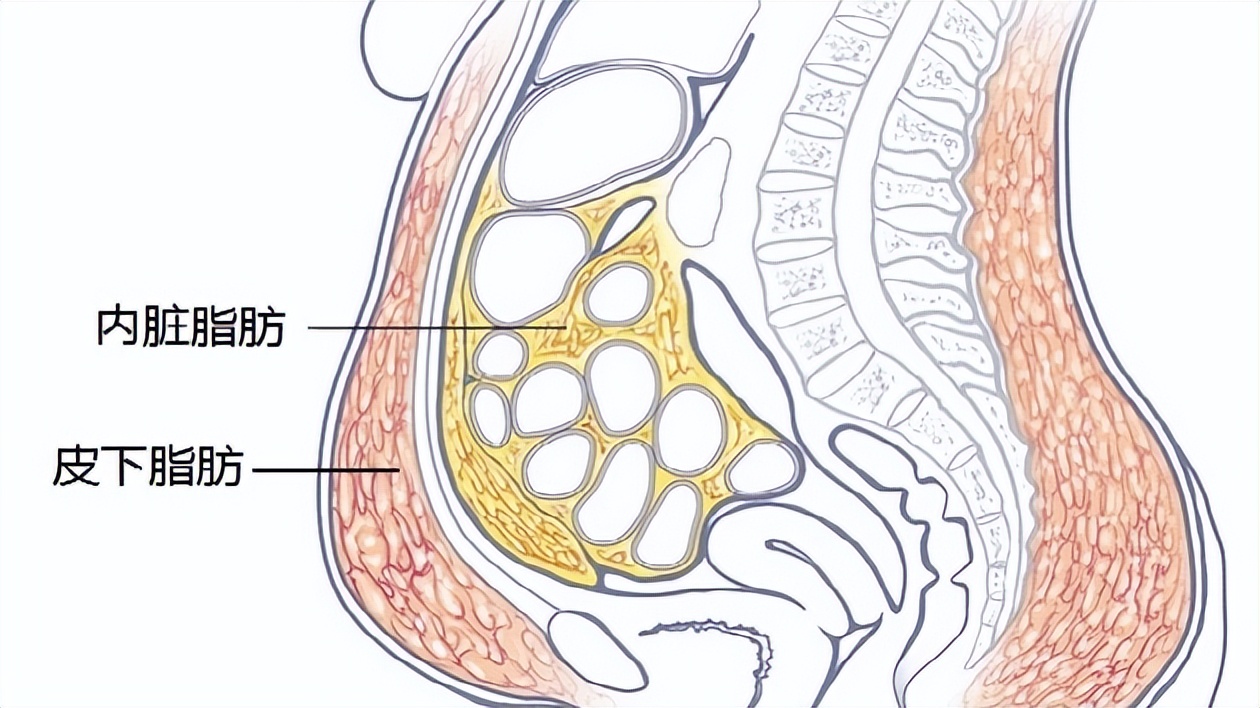 体重与死亡率关系被发现，60岁以后这个体重更长寿，你达标了吗？