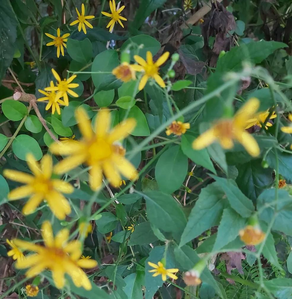 神农本草经千里光,神农本草经识药