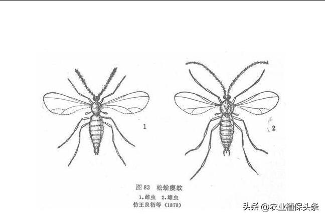昆虫的习性与行为与害虫防治,害虫防治与昆虫分类