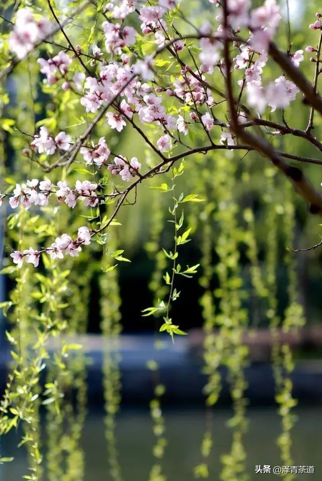 写春天的著名唐诗宋词加赏析,十首描写春天的宋词