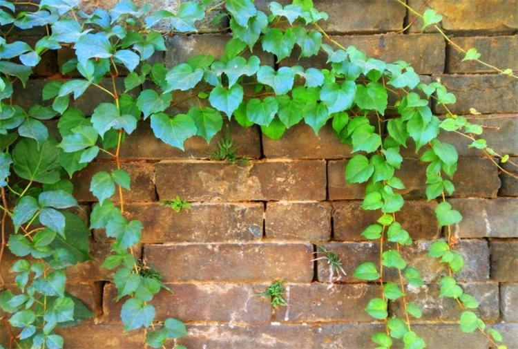 爬山虎怎么种植能快速生长,爬山虎种植技术和注意事项