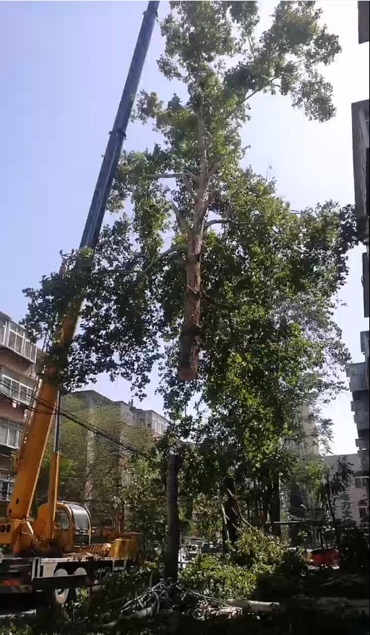 阳光帮办|是排除隐患还是毁树?石家庄一小区多棵30多年的大树从根部被砍