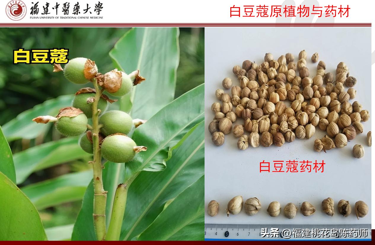 芳香化湿中药大全,芳香化湿药和利水渗湿药的区别