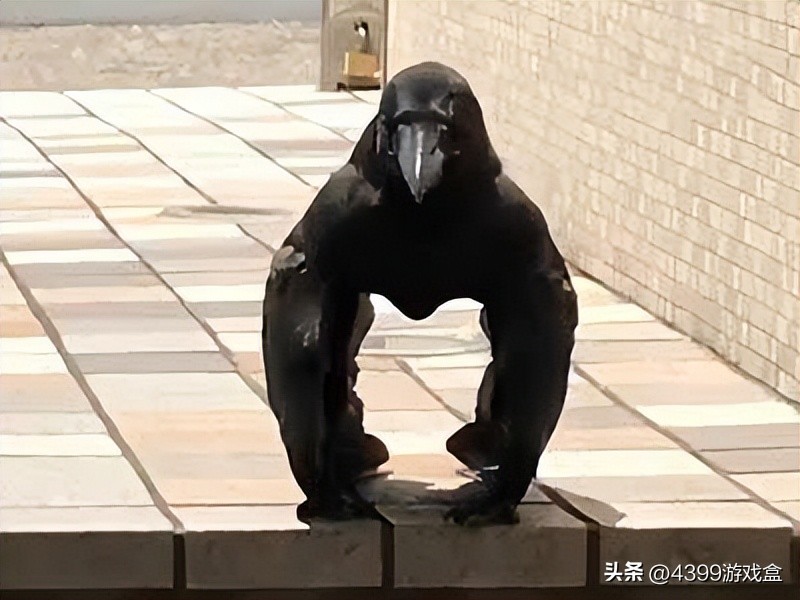 表情包们打起来了！快看肌肉萌宠们的魔性沙雕格斗