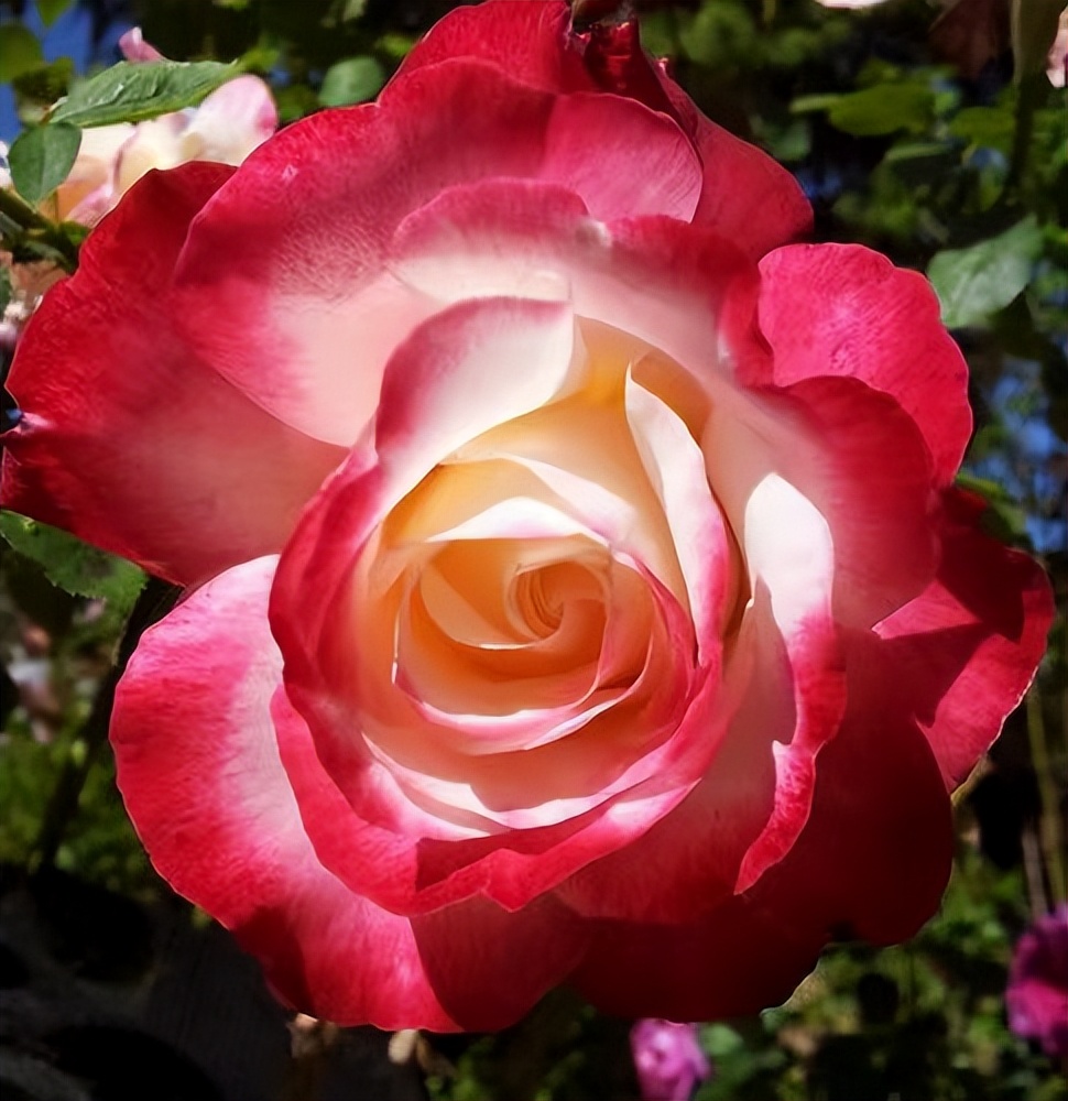 南洋红双喜花开富贵,红双喜双喜临门