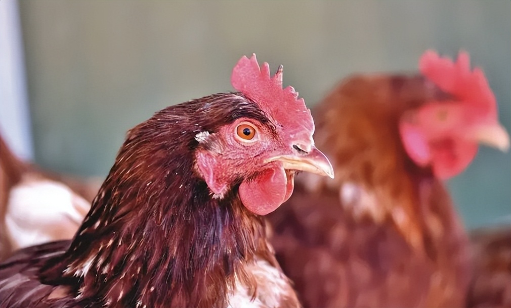 鸡晚上怪叫是什么原因怎么治疗,鸡张嘴喘气还发出怪叫是怎么了