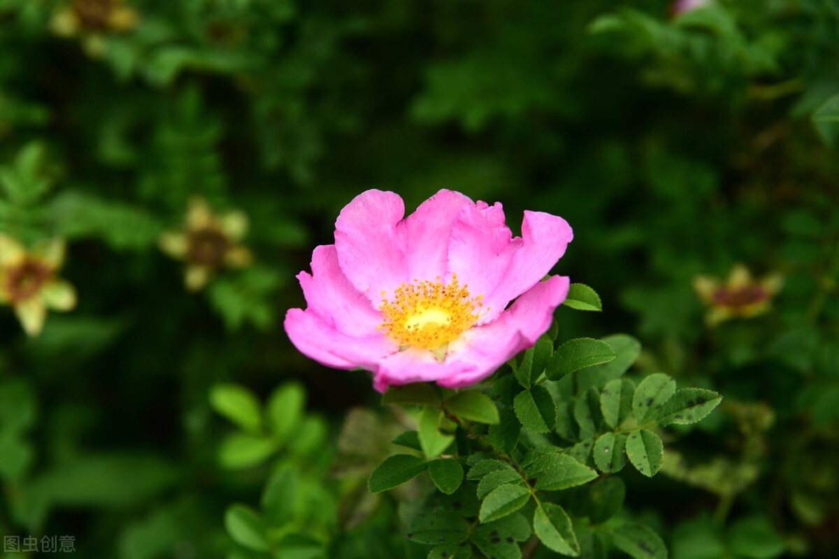 春风十里不如你，山长水远念着你，我在你的远方牵挂你一生