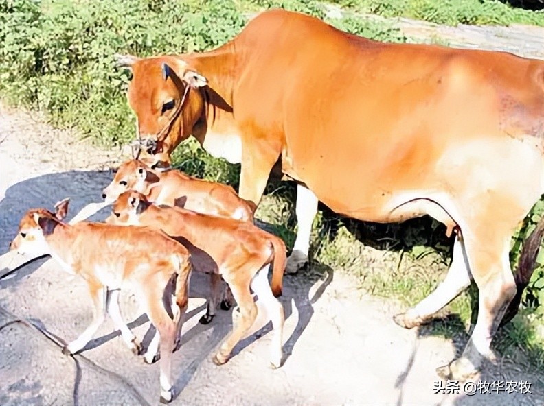 母牛发情后产道流血的原因是什么？牧华王老师给大家详细分析