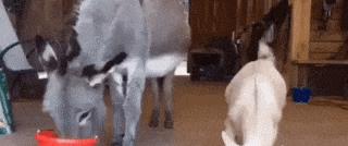 厕所所有隐藏彩蛋,厕所全部隐藏彩蛋