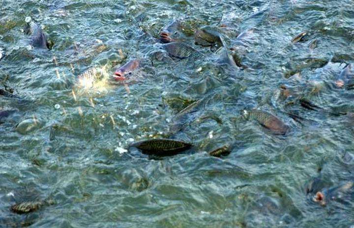 在美国很受欢迎的罗非鱼刺少肉多,美国罗非鱼刺少肉多