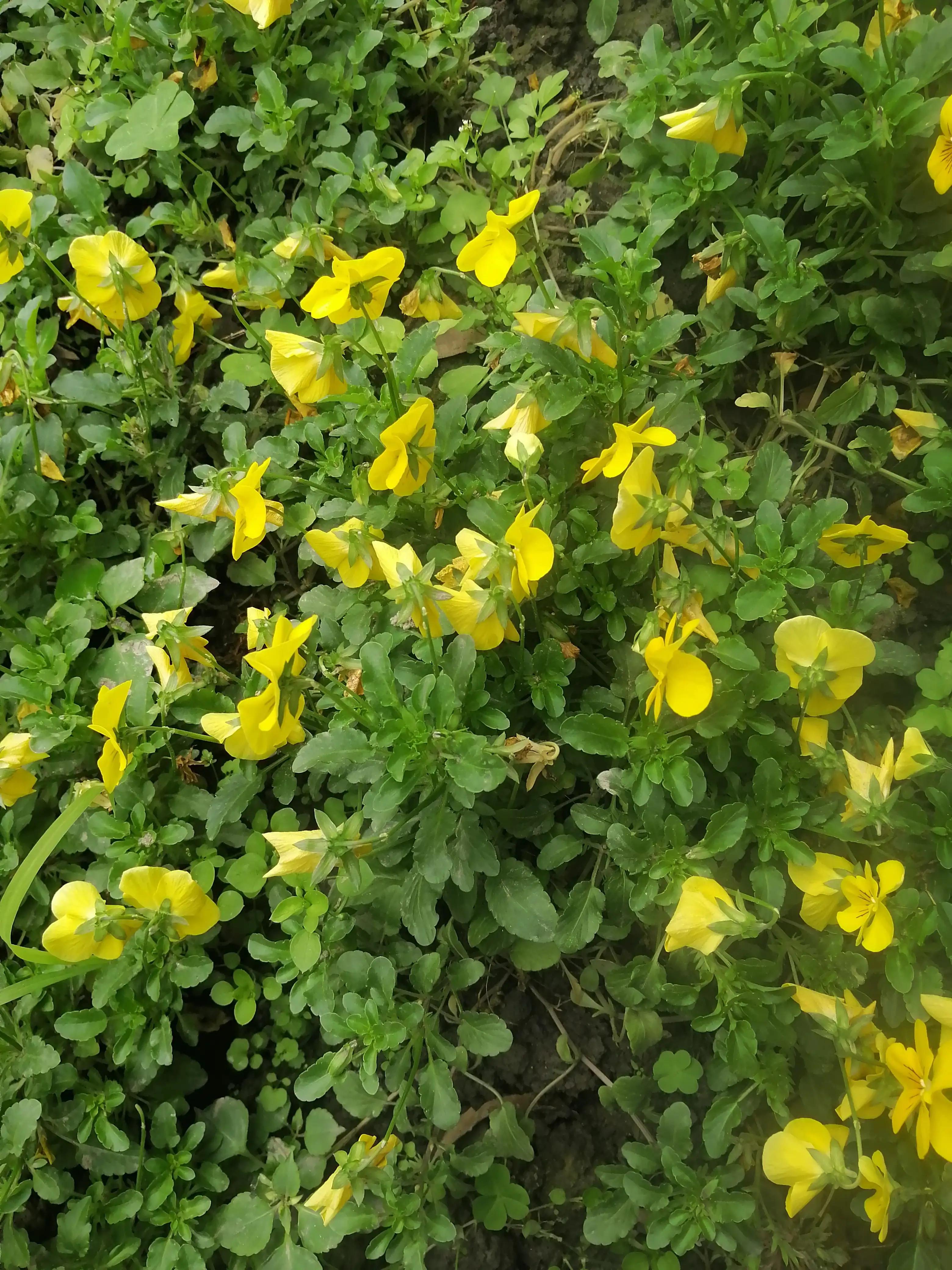 美艳但清冷,美艳又清冷的长相