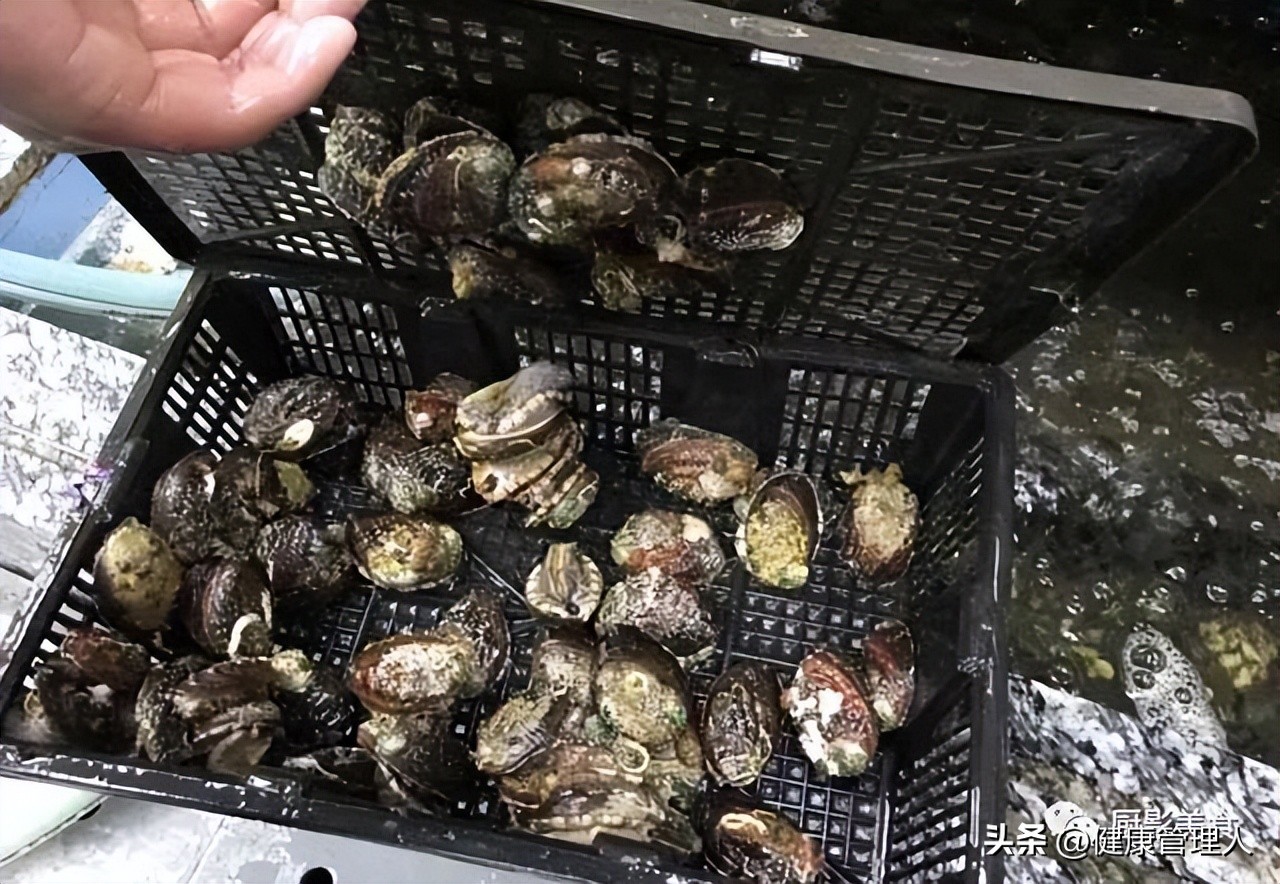 世界顶级海鲜食材,世界顶级的海鲜视频