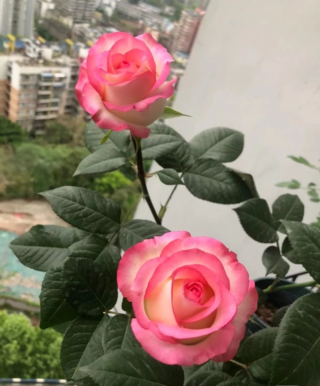 像艾莎一样花期长的月季,艾莎月季花品种大全