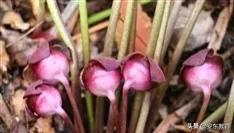 中药材细辛落价了吗,细辛草今日价格