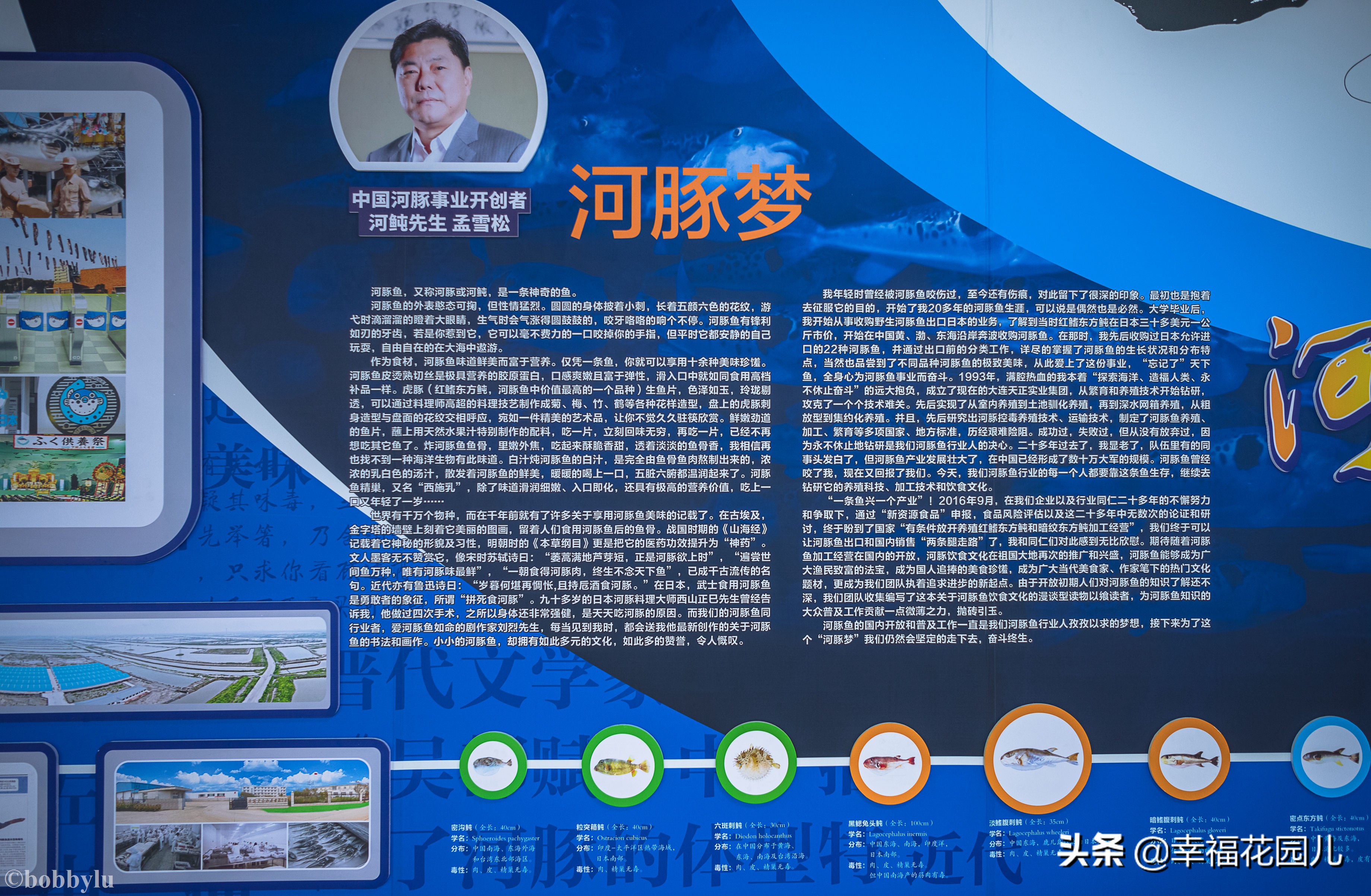 美味河豚有多金贵？养殖就有多娇贵！十里海河豚小镇探秘美食之源