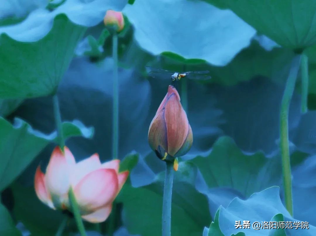 当洛师邂逅43种中国传统色……