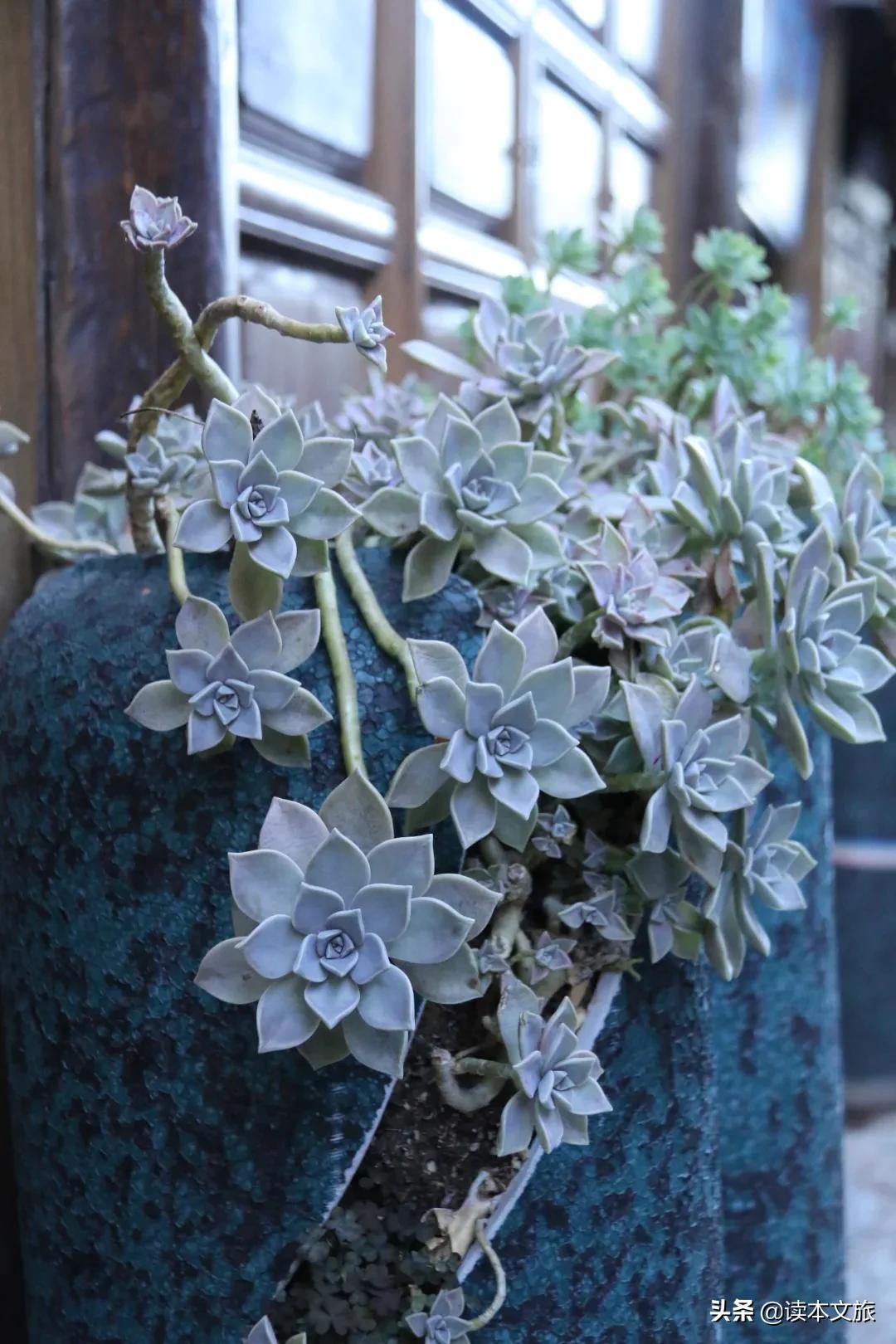 走进多肉世界,丽江古城多肉