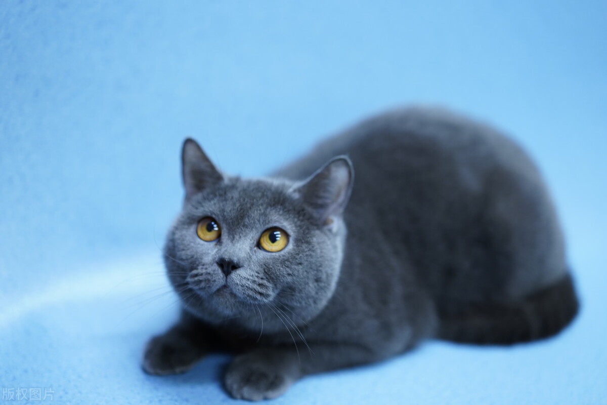 宠物猫养什么品种好,宠物猫什么品种好养又便宜