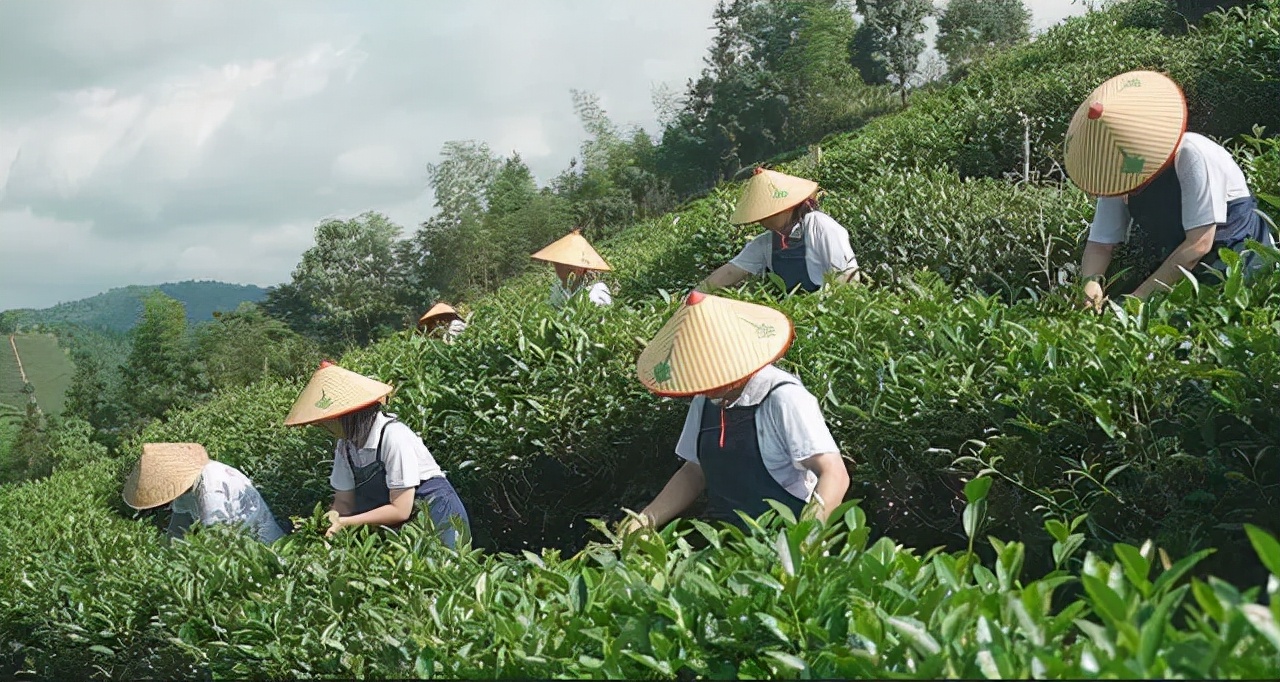 茶的发源和历史简介,茶的品种与茶树有关吗