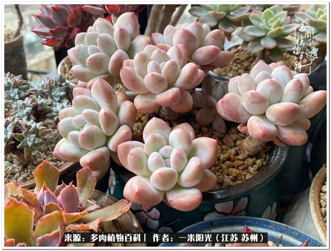 幸福就是珍惜当下所拥有的,珍惜当下所拥有的才是幸福的