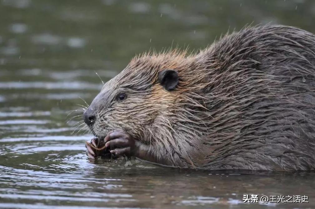 英语称霸的北美洲，居然还有一个地方只说法语
