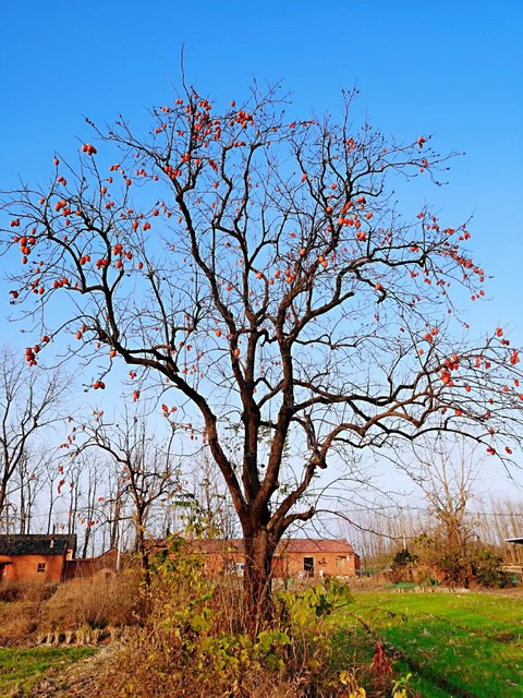 乡土散文消失的村庄,乡土散文朗诵
