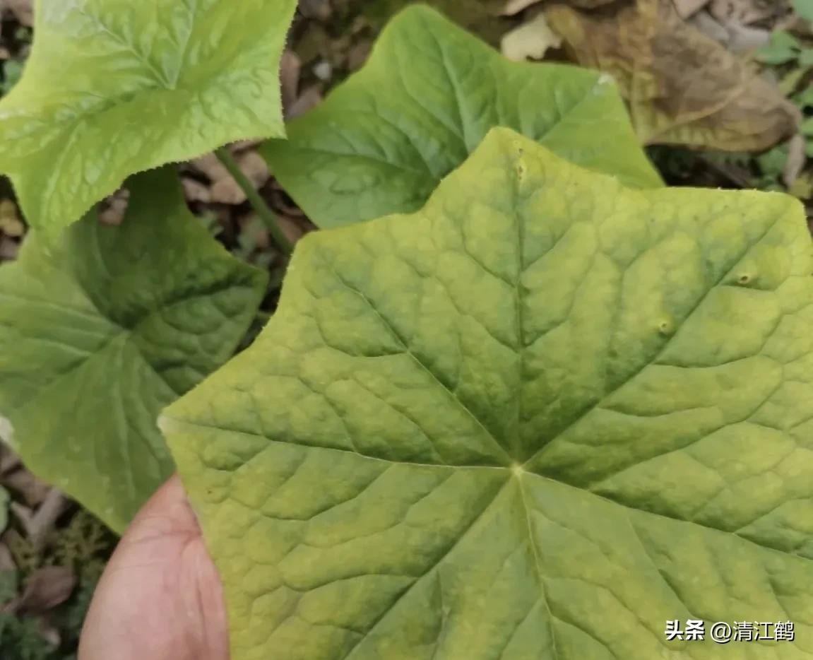 人称“江边一碗水”，荒野3月开紫花，细读栽培“5措施”秒懂种植