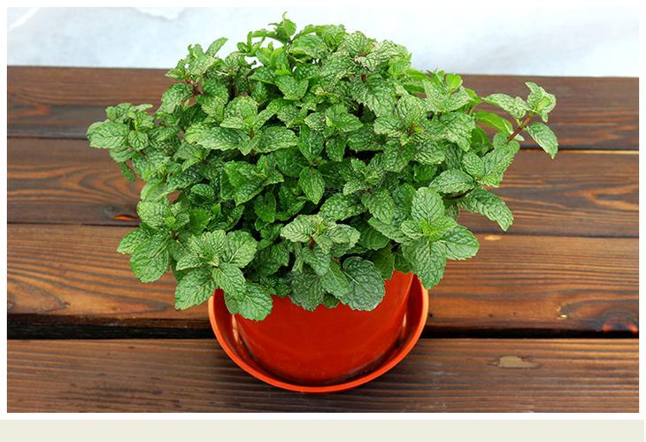 如何能使薄荷快速生长,怎样能让薄荷持续散发香味