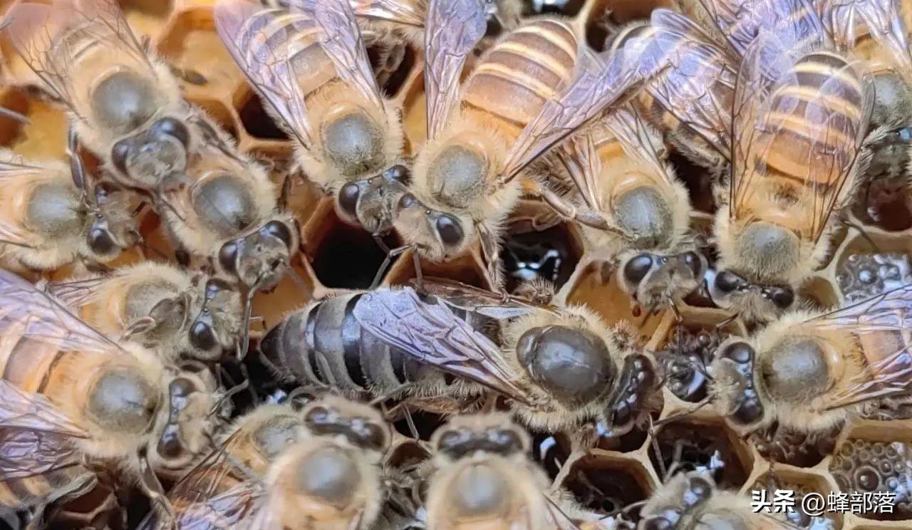 蜜蜂高效养殖技术一本通,怎么提升蜜蜂的寿命和体质