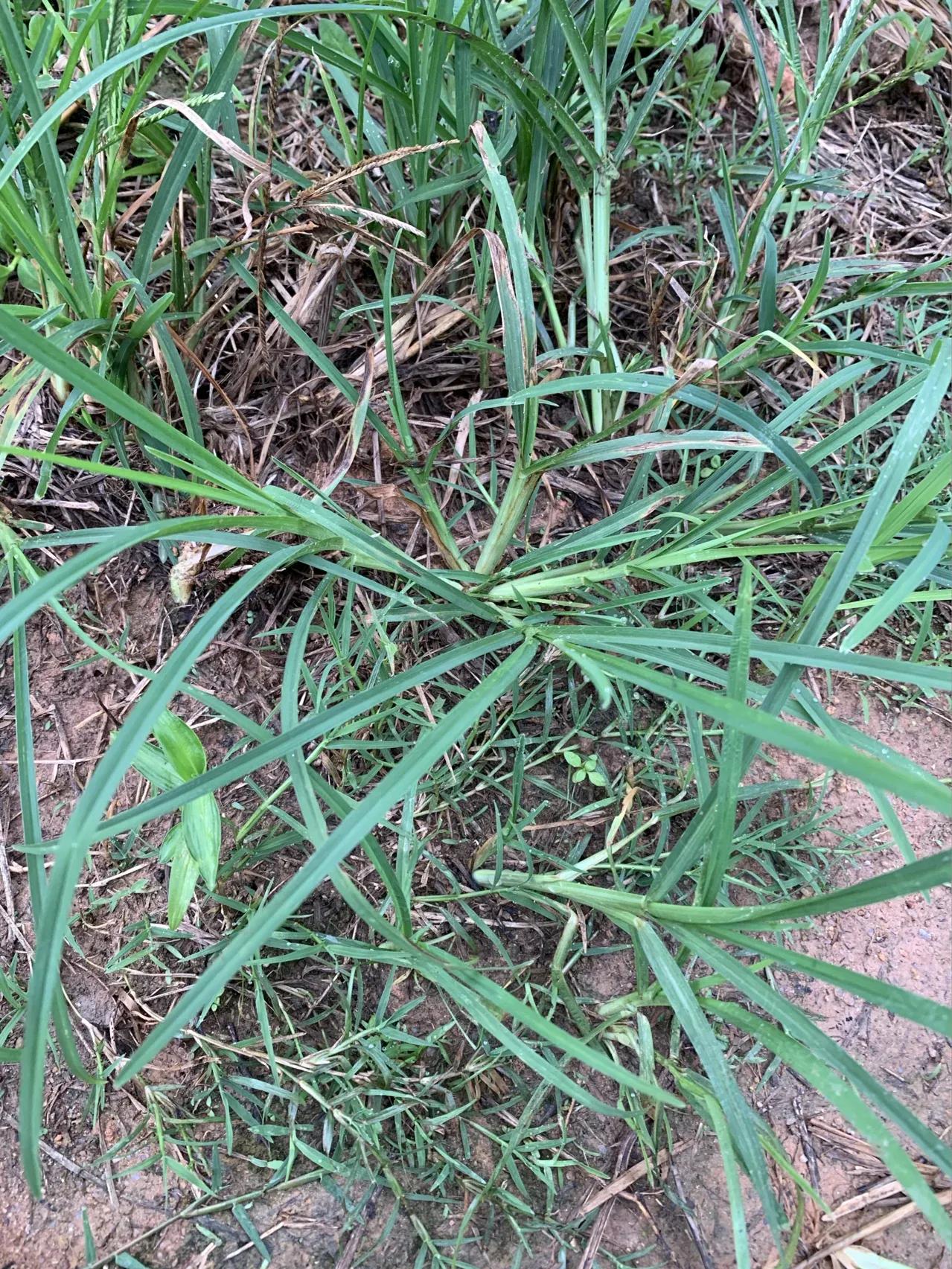 农村常见的顽固藤条植物,农村常见的止血植物图片